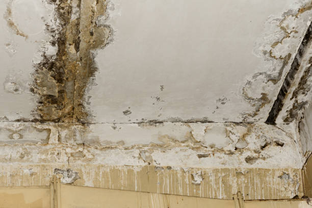 Best Indoor Air Quality Assessment  in St Leon, IN