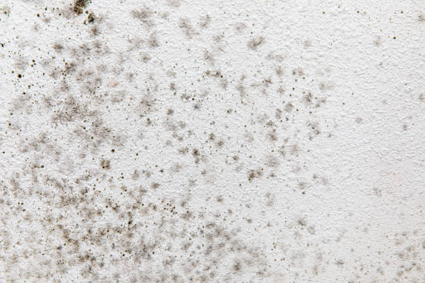 Best Residential Mold Inspection & Testing  in St Leon, IN