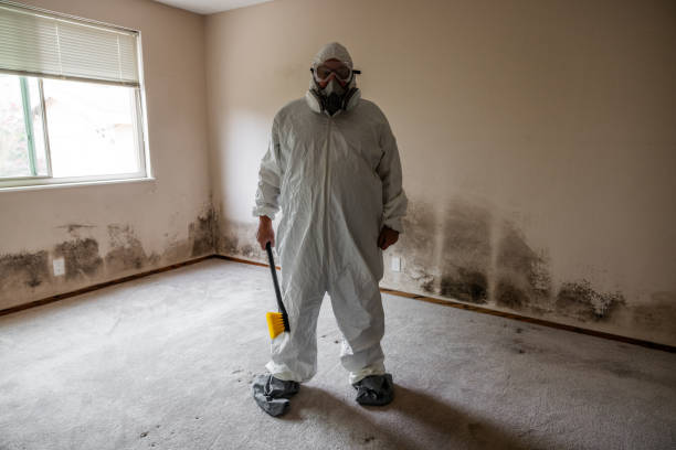 Best Mold Odor Removal Services  in St Leon, IN