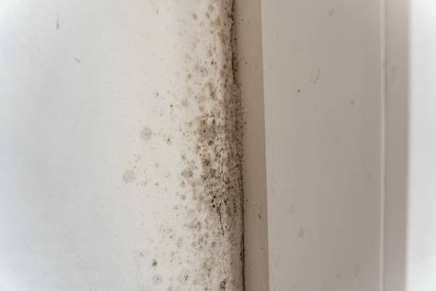 Best Airborne Mold Testing  in St Leon, IN