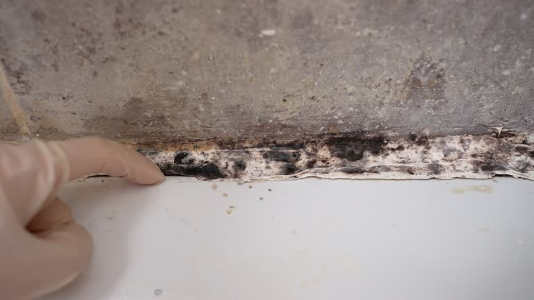 Best Mold Remediation for Healthcare Facilities  in St Leon, IN