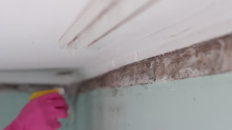 Best Residential Mold Inspection & Testing  in St Leon, IN